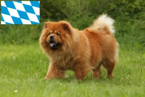 Read more about the article Chow-Chow opdrættere og hvalpe i Bayern