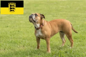 Read more about the article Continental Bulldog opdrættere og hvalpe i Baden-Württemberg