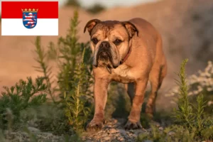 Read more about the article Continental Bulldog opdrættere og hvalpe i Hessen