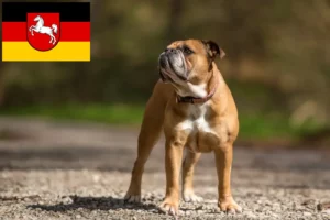 Read more about the article Continental Bulldog opdrættere og hvalpe i Niedersachsen