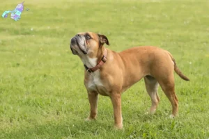 Read more about the article Continental Bulldog opdrættere og hvalpe i Nordjylland