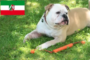 Read more about the article Continental Bulldog opdrættere og hvalpe i Nordrhein-Westfalen
