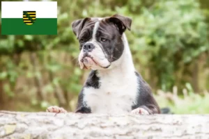 Read more about the article Continental Bulldog opdrættere og hvalpe i Sachsen