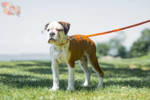 Read more about the article Continental Bulldog opdrættere og hvalpe i Syddanmark