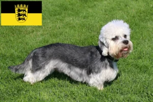 Read more about the article Dandie Dinmont Terrier opdrættere og hvalpe i Baden-Württemberg