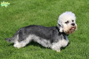 Read more about the article Dandie Dinmont Terrier opdrættere og hvalpe i Midtjylland