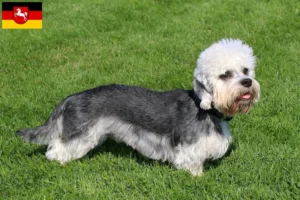 Read more about the article Dandie Dinmont Terrier opdrættere og hvalpe i Niedersachsen