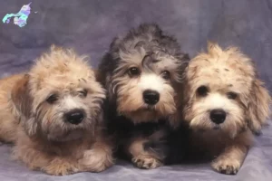 Read more about the article Dandie Dinmont Terrier opdrættere og hvalpe i Nordjylland