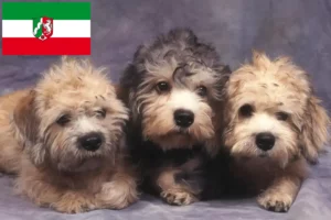 Read more about the article Dandie Dinmont Terrier opdrættere og hvalpe i Nordrhein-Westfalen