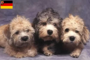 Read more about the article Dandie Dinmont Terrier opdrættere og hvalpe i Rheinland-Pfalz