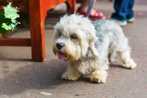 Read more about the article Dandie Dinmont Terrier opdrættere og hvalpe på Sjælland