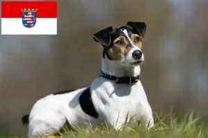 Read more about the article Dansk-svenske gårdhundeopdrættere og hvalpe i Hessen