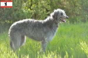 Read more about the article Deerhound-opdrættere og hvalpe i Berlin