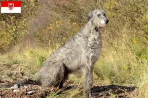 Read more about the article Deerhound-opdrættere og hvalpe i Brandenburg