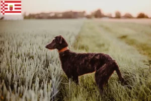 Read more about the article Deerhound-opdrættere og hvalpe i Bremen