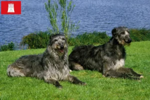 Read more about the article Deerhound-opdrættere og hvalpe i Hamborg