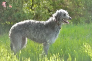 Read more about the article Deerhound opdrætter og hvalpe i Hovedstaden