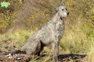 Read more about the article Deerhound-opdrættere og hvalpe i Midtjylland