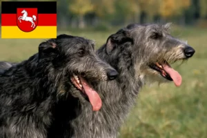 Read more about the article Hjortehundeopdrættere og hvalpe i Niedersachsen