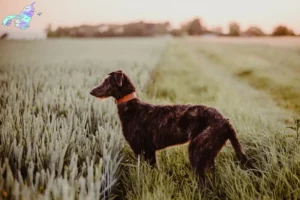 Read more about the article Hjortehundeopdrættere og hvalpe i Nordjylland