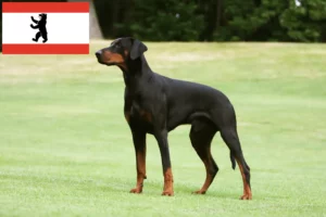 Read more about the article Dobermann-opdrættere og hvalpe i Berlin