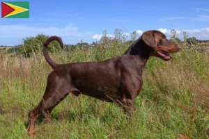 Read more about the article Dobermann-opdrættere og -hvalpe i Guyana