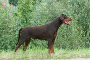 Read more about the article Dobermann opdrætter og hvalpe i Hovedstaden