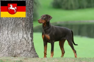 Read more about the article Dobermann-opdrættere og hvalpe i Niedersachsen