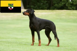 Read more about the article Dobermann-opdrættere og hvalpe i Sachsen-Anhalt