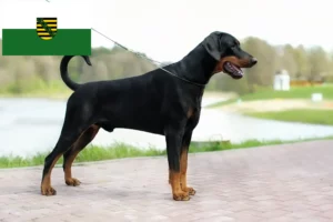 Read more about the article Dobermann-opdrættere og hvalpe i Sachsen