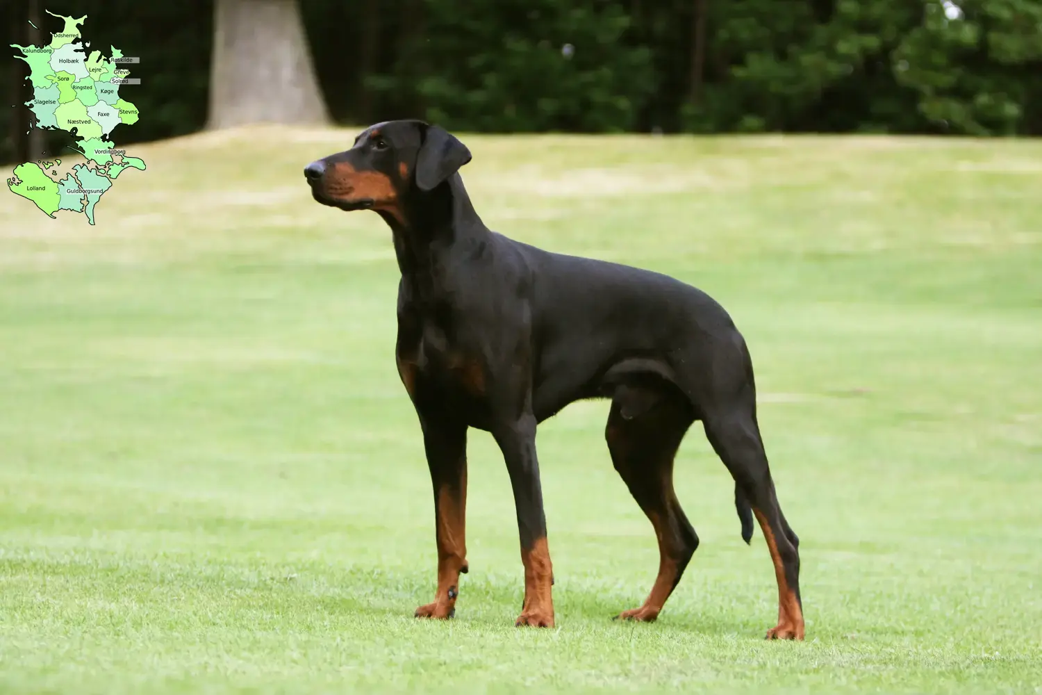 Read more about the article Dobermann opdrættere og hvalpe på Sjælland