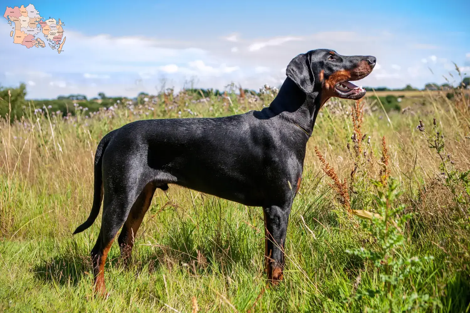 Read more about the article Dobermann opdrættere og hvalpe i Syddanmark