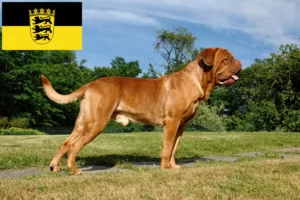 Read more about the article Dogue de Bordeaux opdrættere og hvalpe i Baden-Württemberg