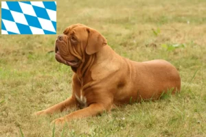 Read more about the article Dogue de Bordeaux-opdrættere og hvalpe i Bayern