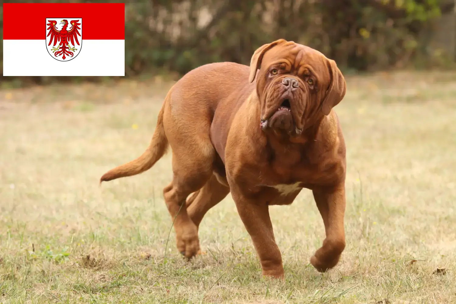 Read more about the article Dogue de Bordeaux opdrættere og hvalpe i Brandenburg