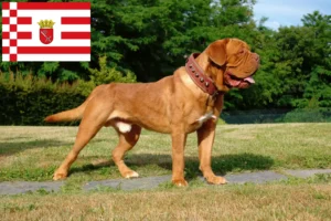 Read more about the article Dogue de Bordeaux opdrættere og hvalpe i Bremen