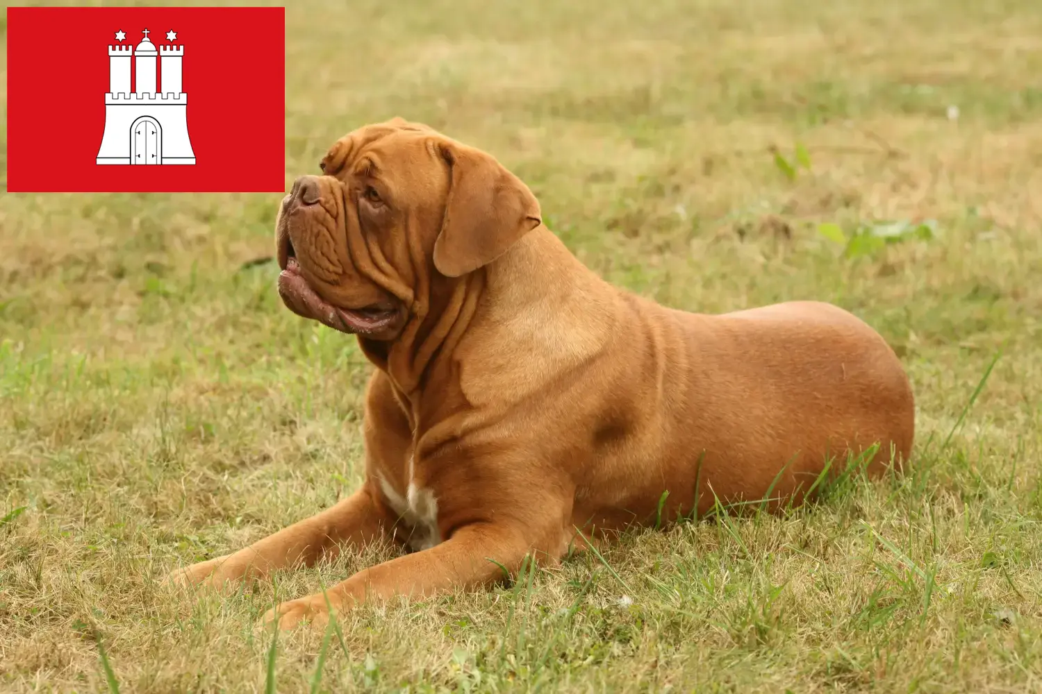 Read more about the article Dogue de Bordeaux opdrættere og hvalpe i Hamborg