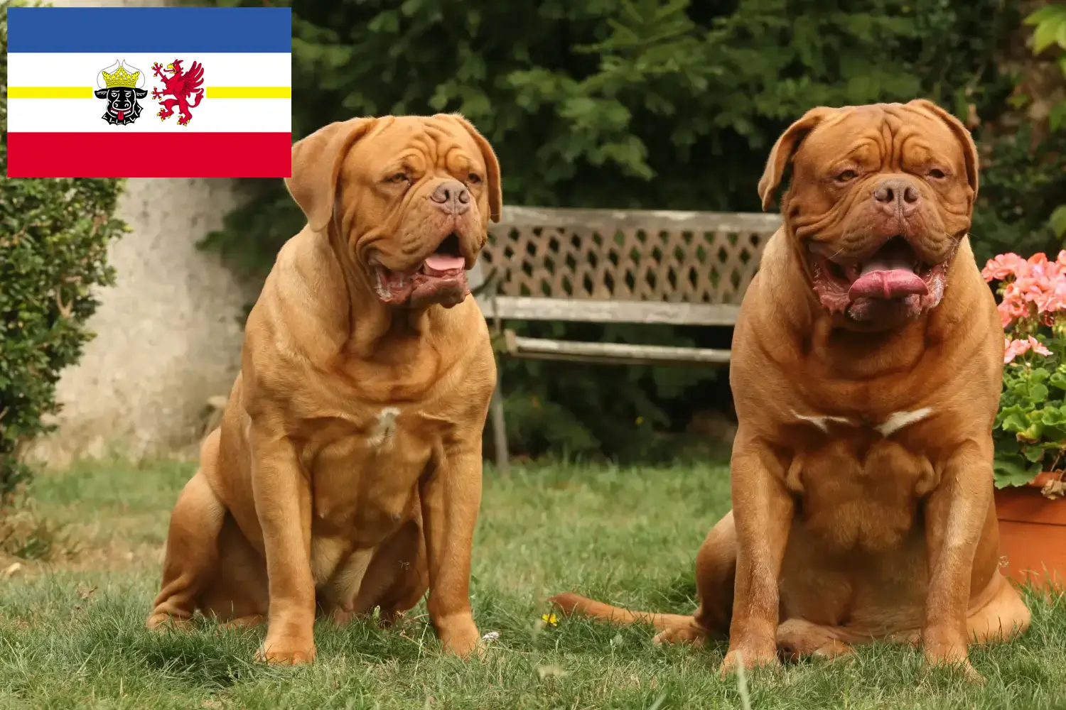 Read more about the article Dogue de Bordeaux opdrættere og hvalpe i Mecklenburg-Vorpommern