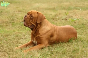 Read more about the article Dogue de Bordeaux opdrættere og hvalpe i Midtjylland