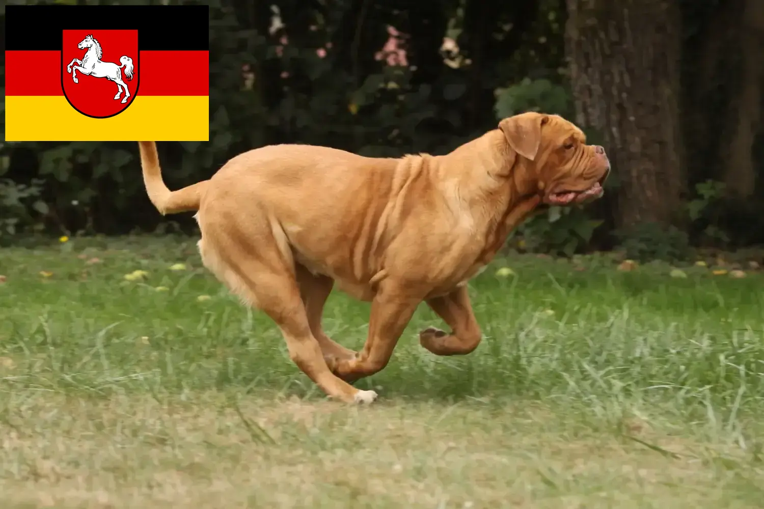 Read more about the article Dogue de Bordeaux-opdrættere og hvalpe i Niedersachsen