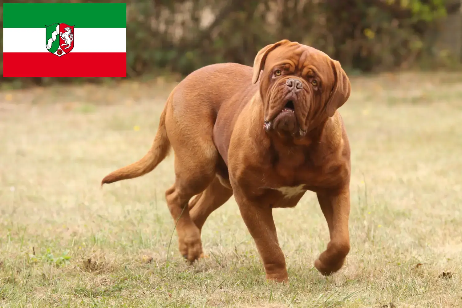 Read more about the article Dogue de Bordeaux opdrættere og hvalpe i Nordrhein-Westfalen