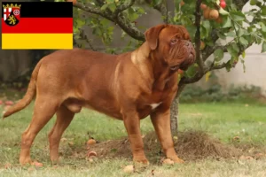 Read more about the article Dogue de Bordeaux opdrættere og hvalpe i Rheinland-Pfalz