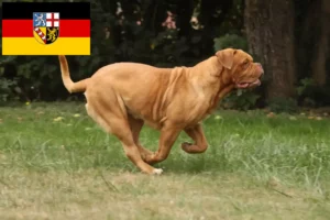 Read more about the article Dogue de Bordeaux opdrættere og hvalpe i Saarland