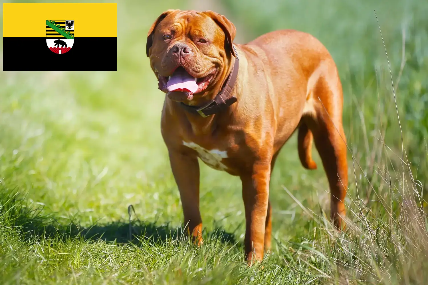 Read more about the article Dogue de Bordeaux-opdrættere og hvalpe i Sachsen-Anhalt