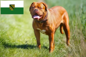 Read more about the article Dogue de Bordeaux-opdrættere og hvalpe i Sachsen