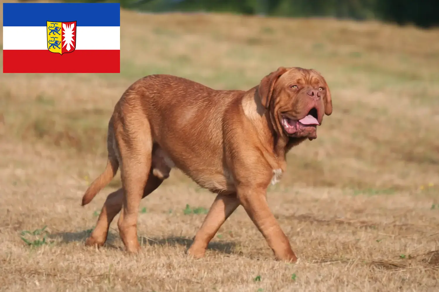 Read more about the article Dogue de Bordeaux opdrættere og hvalpe i Schleswig-Holstein