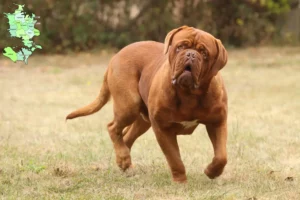 Read more about the article Dogue de Bordeaux opdrættere og hvalpe på Sjælland