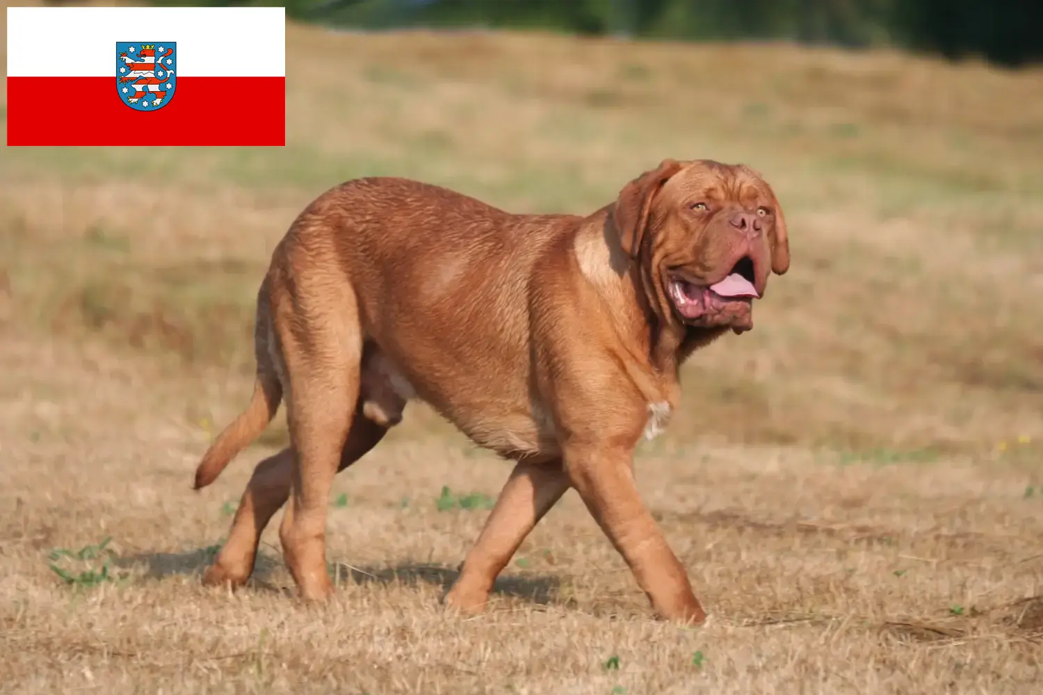 Read more about the article Dogue de Bordeaux-opdrættere og hvalpe i Thüringen