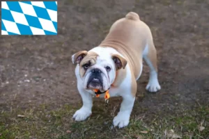 Read more about the article Opdrættere og hvalpe af engelsk bulldog i Bayern