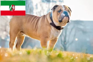 Read more about the article Engelsk Bulldog opdrættere og hvalpe i Nordrhein-Westfalen